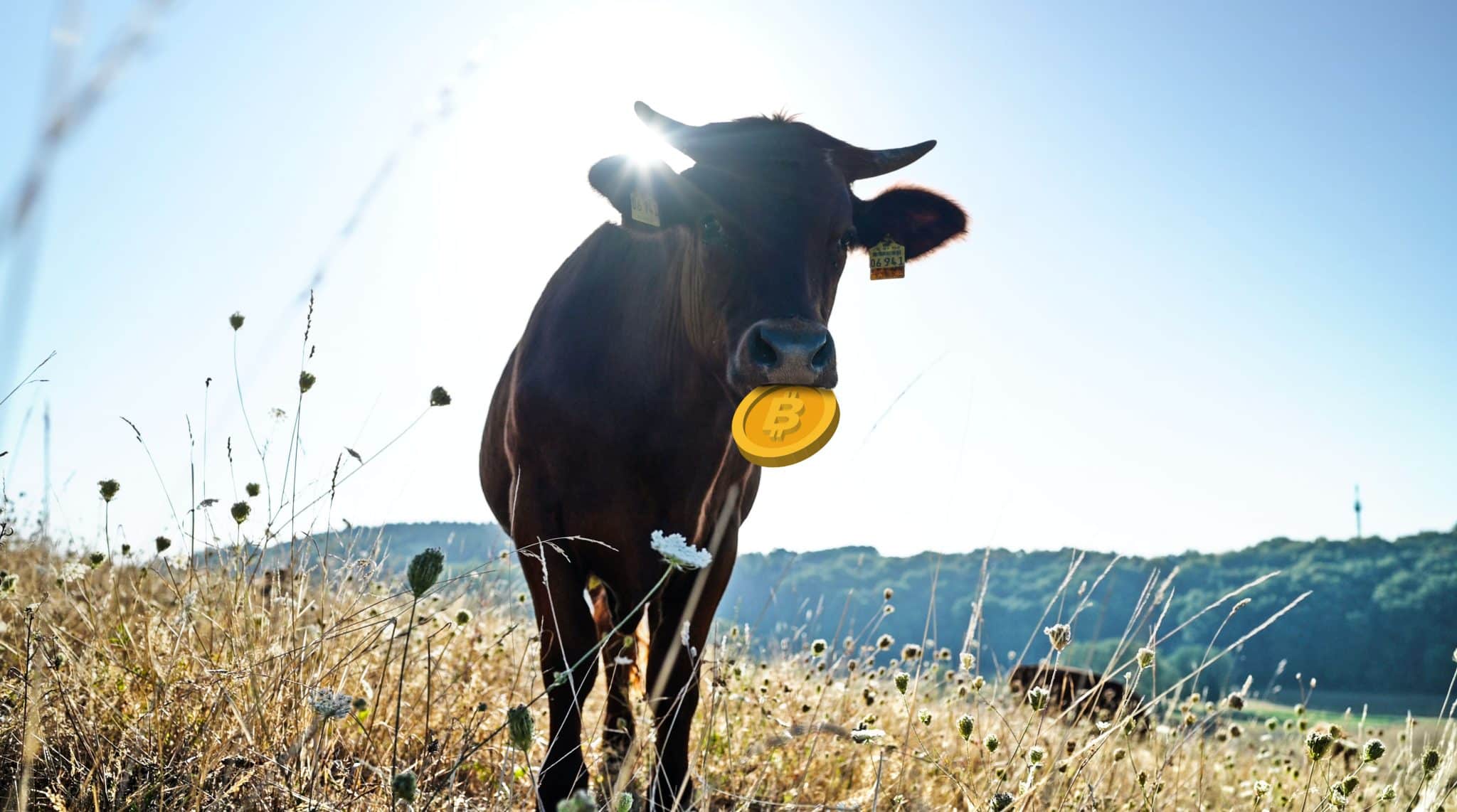 Bezahlen mit Bitcoin im Hofladen